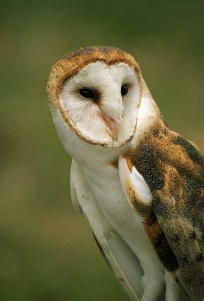 CO, Broomfield Portrait of a Barn owl